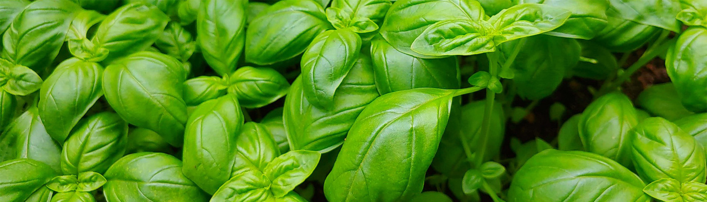 Premium quality fresh herbs