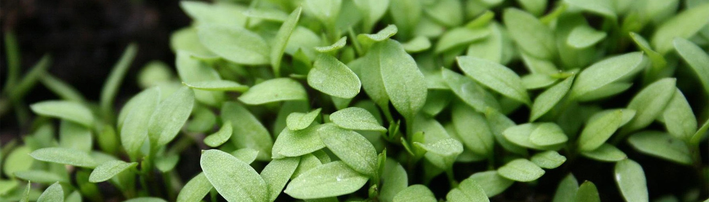 Premium Fresh Herbs banner