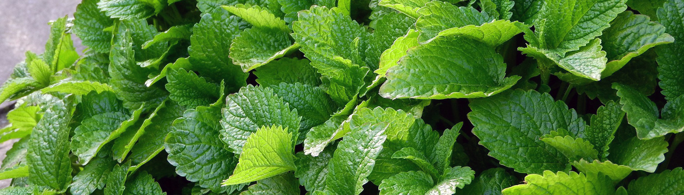 Premium Fresh Herbs list banner